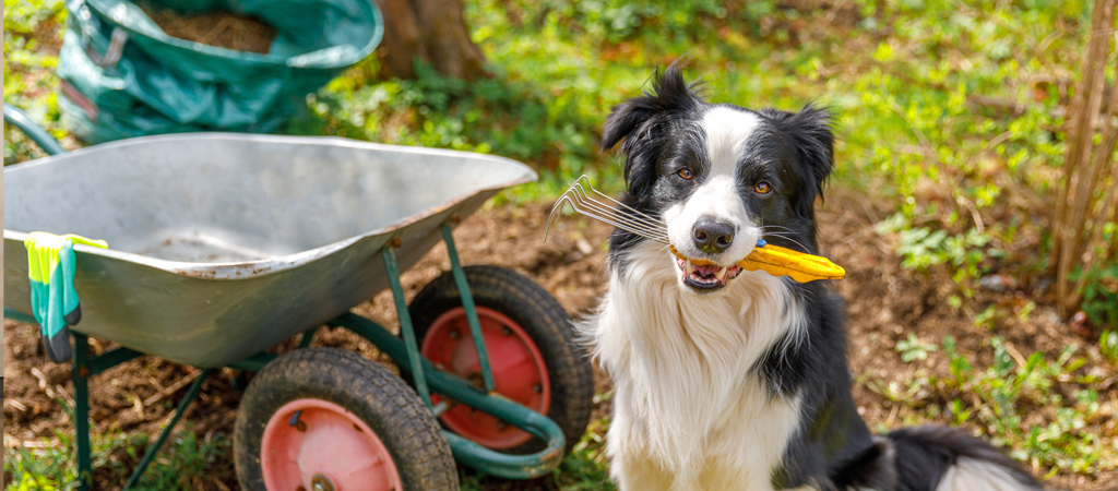 greenhouse, maple, maple greenhouses, flowers, trees, shrubs, vines, ground covers, annuals, perennials, ferns, ornamental grasses