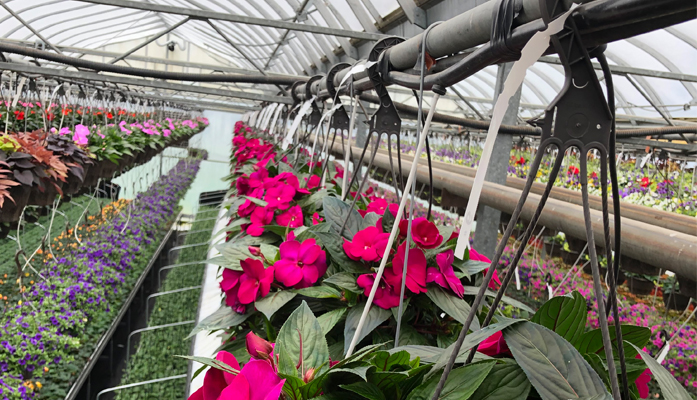 trees, shrubs, vines, ground covers, annuals, perennials, ferns, ornamental grasses, annuals, perennials, vegetables, herb plants