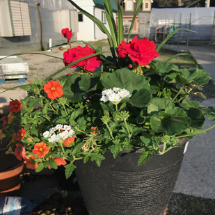 flowers, trees, shrubs, vines, ground covers, annuals, perennials, ferns, ornamental grasses, annuals,vegetables, herb plants