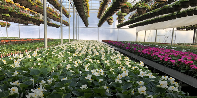 flowers, trees, shrubs, vines, ground covers, annuals, perennials, ferns, ornamental grasses, perennials, vegetables, herb plants