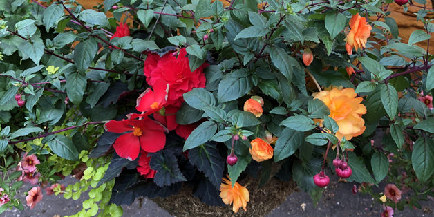 greenhouse flowers, trees, shrubs, vines, ground covers, annuals, perennials, ferns, ornamental grasses, annuals, perennials, vegetables, herb plants