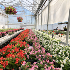 flowers, trees, shrubs, vines, ground covers, annuals, perennials, ferns, ornamental grasses, annuals, perennials, vegetables, herb plants